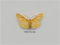 藏品(夜蛾3)的圖片